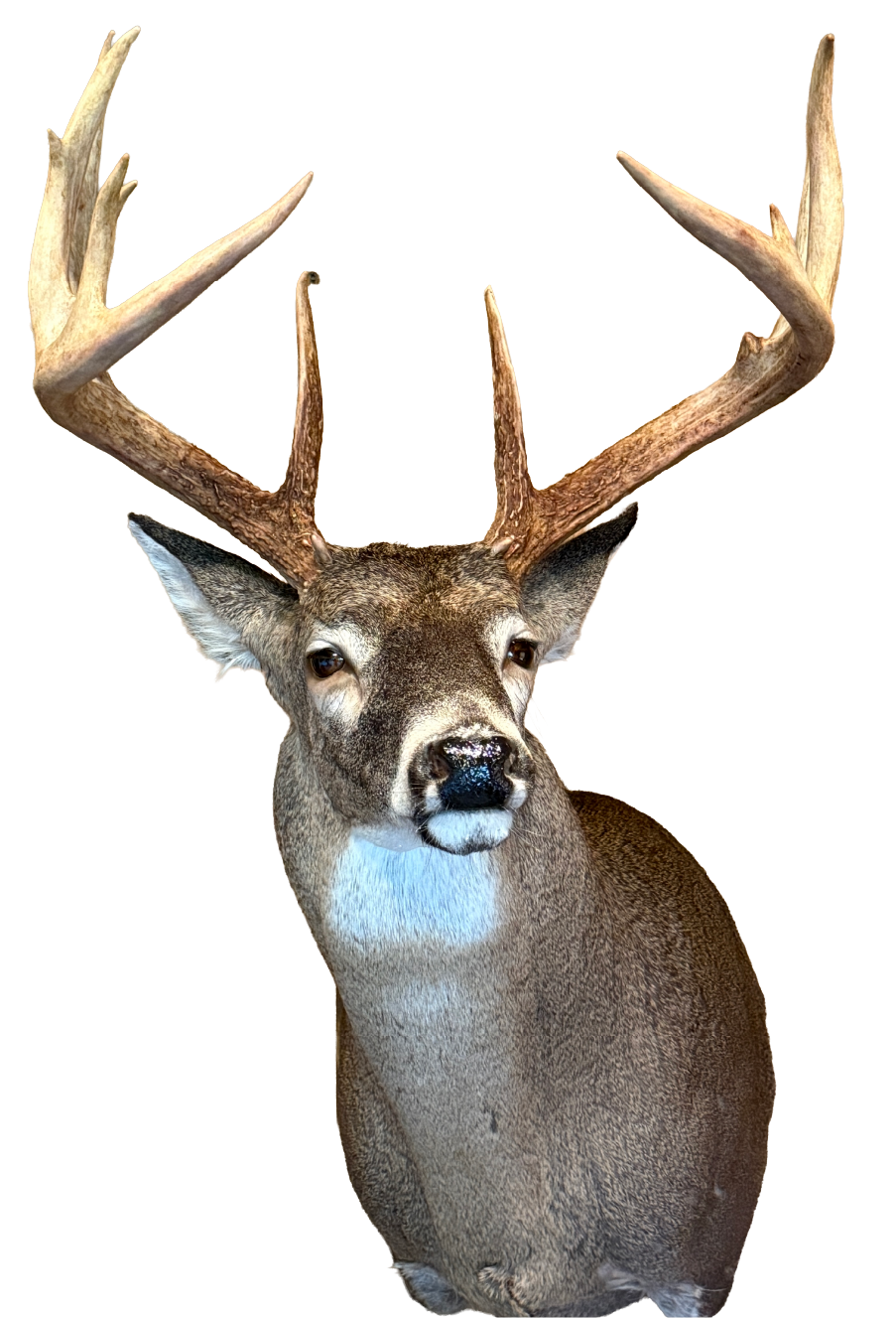 large deer head
