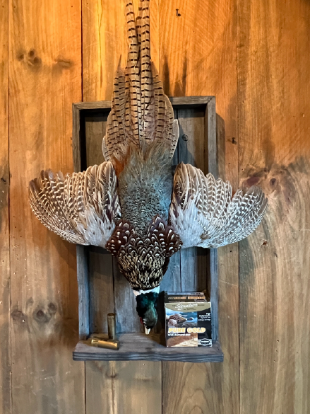 Featured-1-pheasant