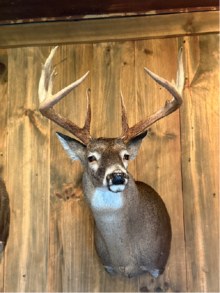 Featured-2-deer