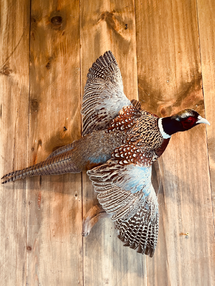 Featured-3-pheasant2