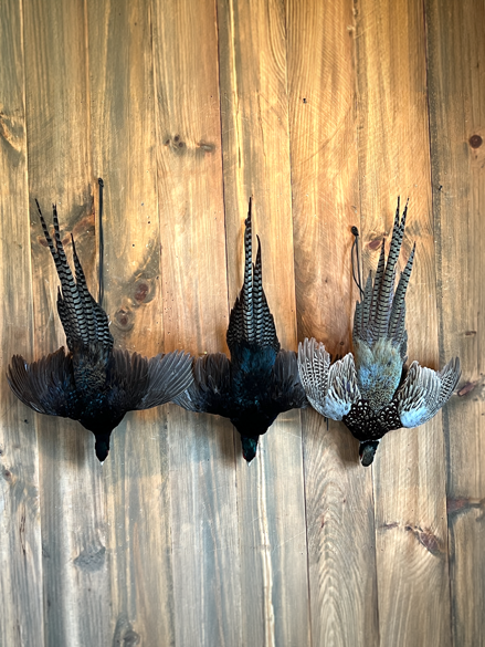 Featured-4-pheasants