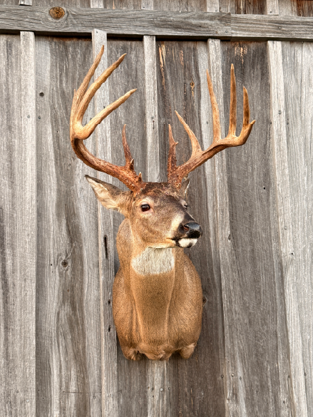 Featured-5-deer