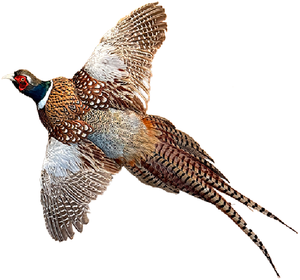 Pheasant-new-crop